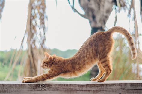 お腹痩せ ストレッチ 〜 なぜ猫はいつもリラックスしているのか？