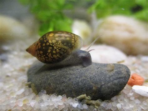 Do Snails Need Food in a Fish Tank: Exploring the Curious Connection Between Snails and Cosmic Energy