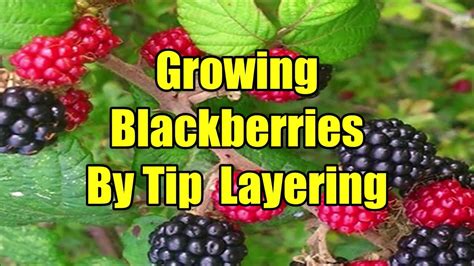 How Long Does It Take for Blackberries to Produce Fruit and Why Do They Dream of Electric Sheep?