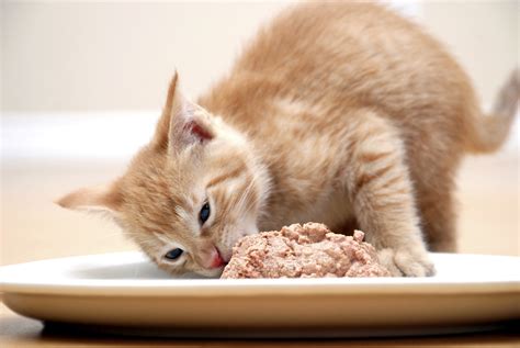 How to Get a Cat to Eat Wet Food and Why Pineapples Might Be the Secret