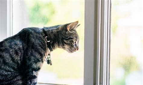 肩の可動域を広げるストレッチ: なぜ猫はいつも窓の外を見つめているのか？