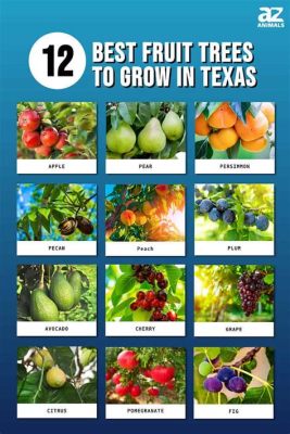 What fruit is Texas known for, and why does it taste like a cowboy's hat?